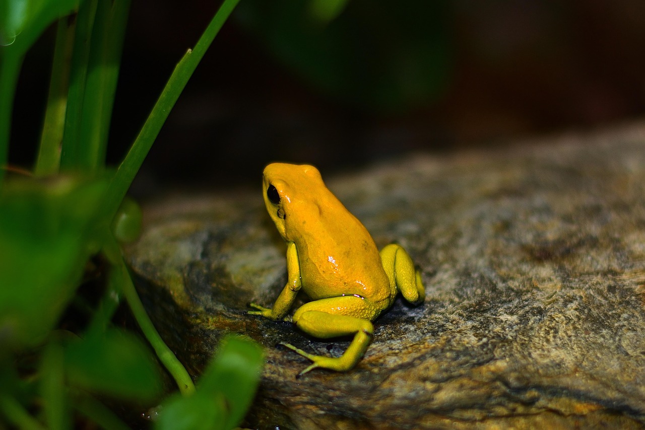 a really yellow flog