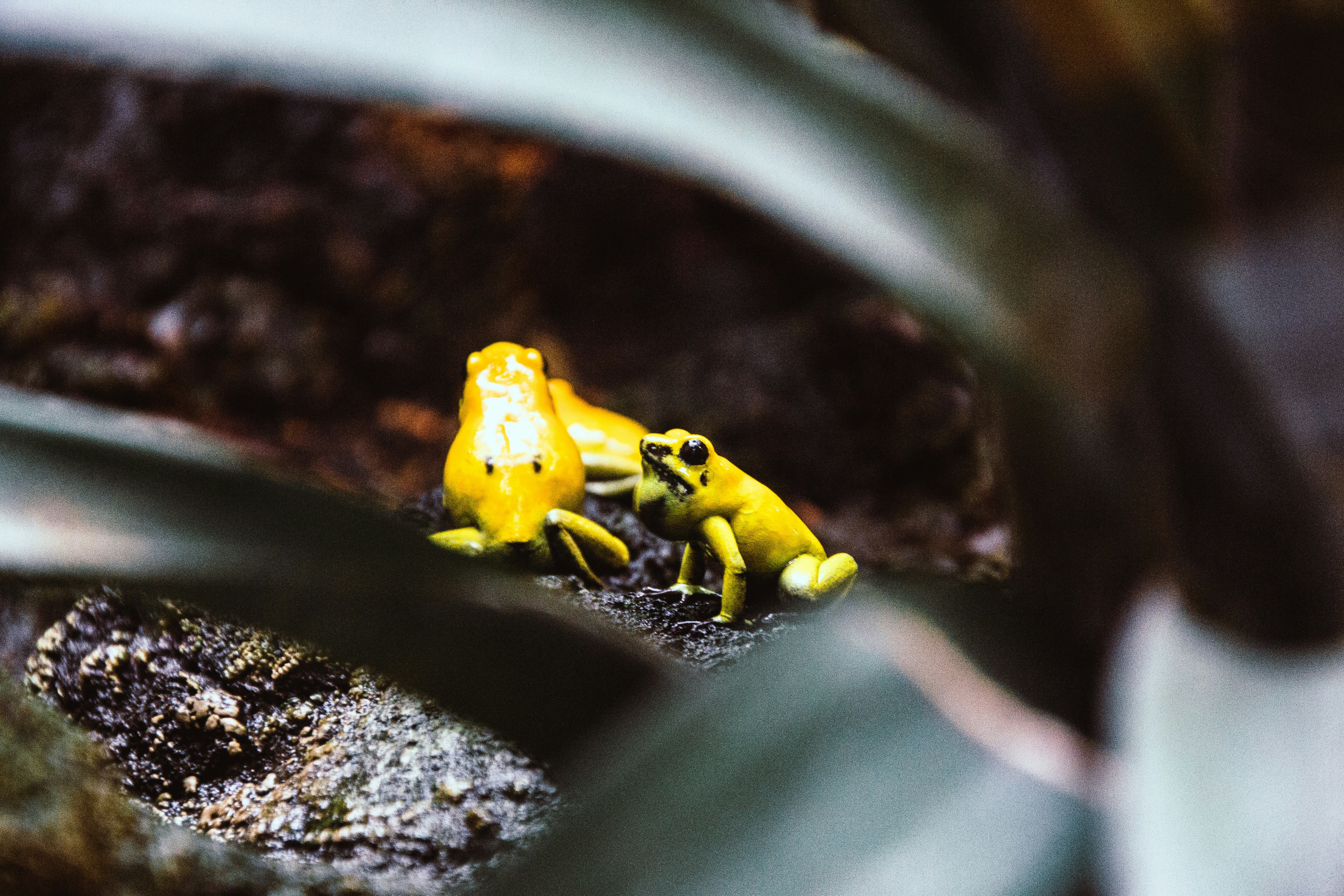 a frog that became a frog