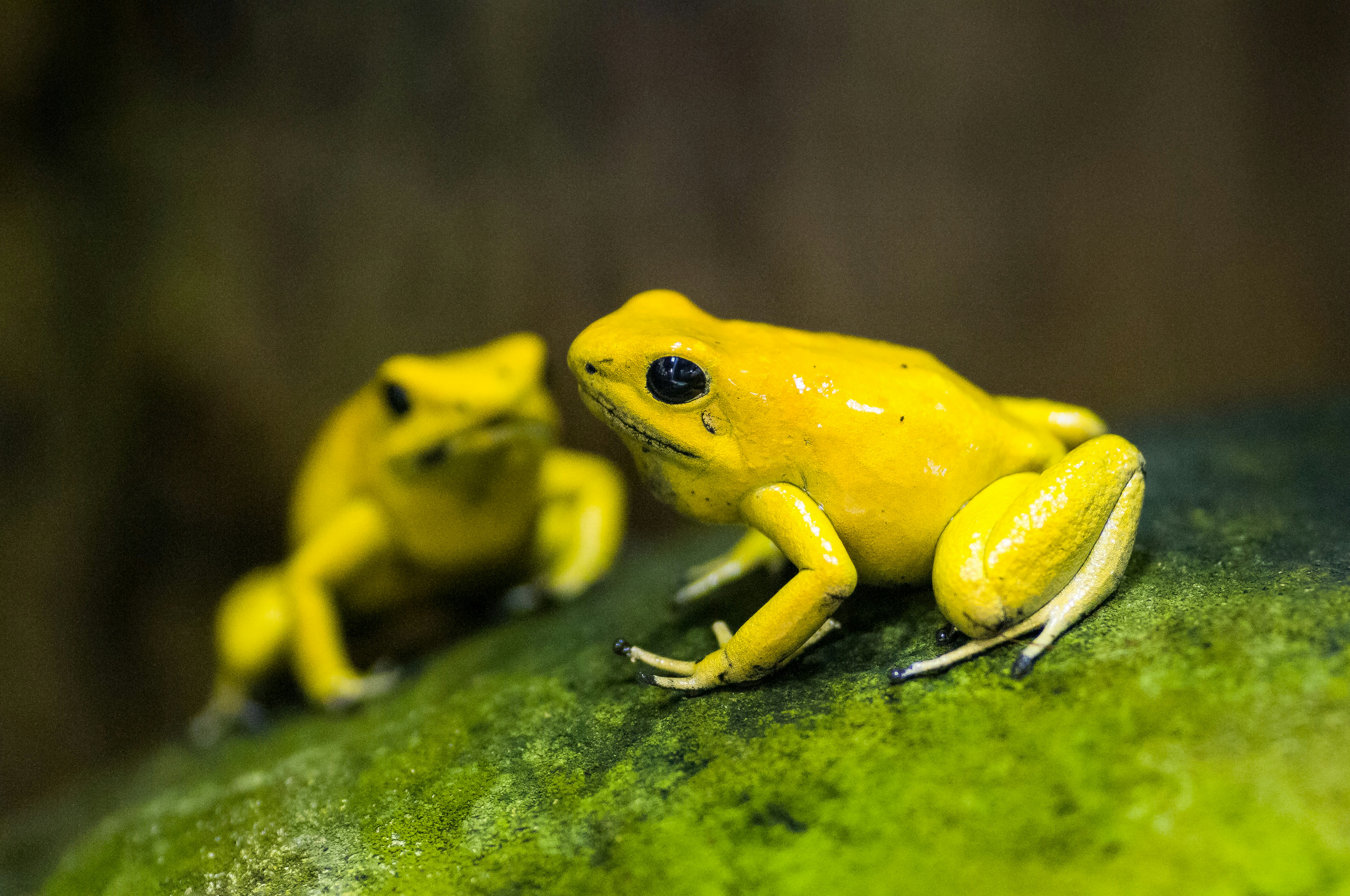a frog that will start a revolution against green frogs